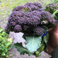Burgundy F1 Broccoli