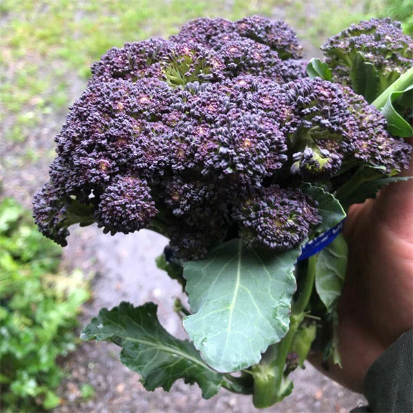 Burgundy F1 Broccoli
