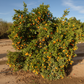 Indio Mandarinquat Budwood citrus plant material online shopping