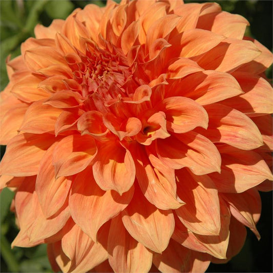 Clyde’s Choice Dahlia