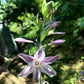 Winter Frost Hosta Hosta Plants online shopping