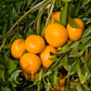 Avana Tardivo Di Ciaculli Mandarin Budwood citrus plant material online shopping