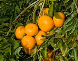 Avana Tardivo Di Ciaculli Mandarin Budwood citrus plant material online shopping
