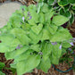 Gold Edger Hosta Plants online shopping