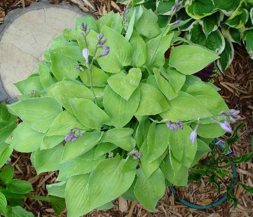 Gold Edger Hosta Plants online shopping