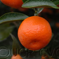 Calamondin Budwood citrus plant material online shopping