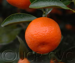 Calamondin Budwood citrus plant material online shopping
