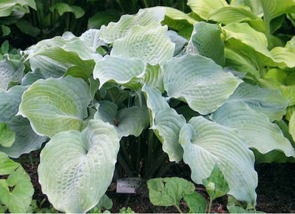 Solitude Hosta Plants online shopping