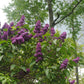 Ludwig Spath Lilac lilac plant online shopping