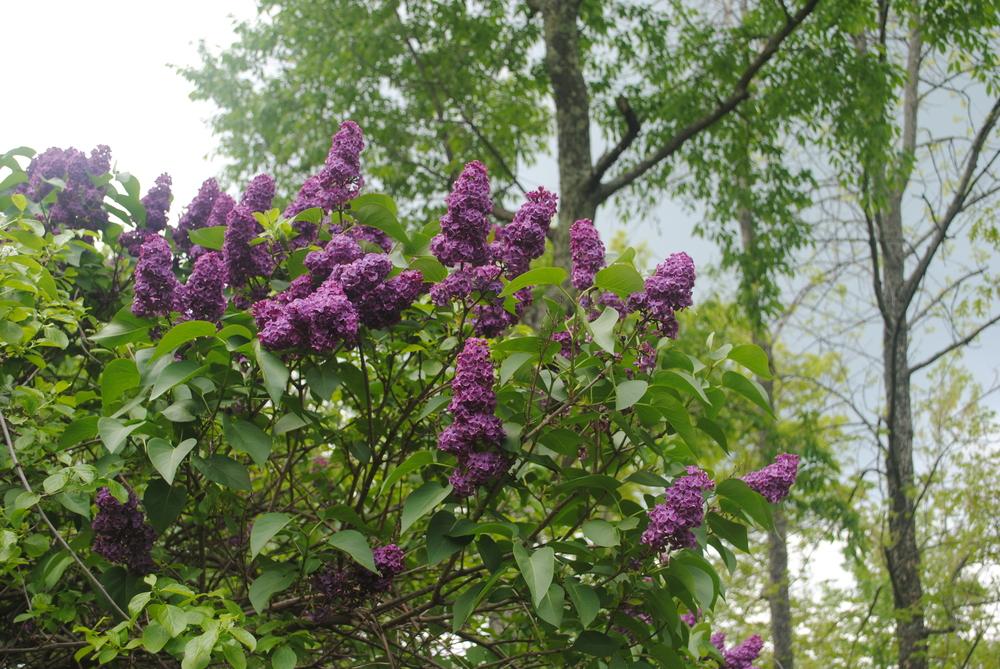 Ludwig Spath Lilac lilac plant online shopping