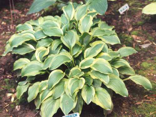 Butter Rim Hosta Plants online shopping