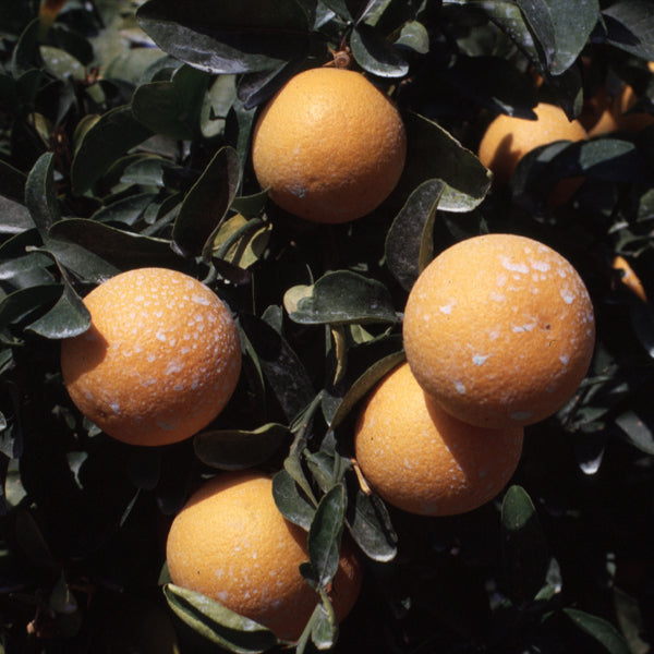 Troyer Citrange Trifoliate Hybrid Budwood citrus plant material online shopping