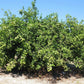 Volkameriana Seed citrus plant material online shopping