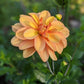 Ginger Snap Dahlia