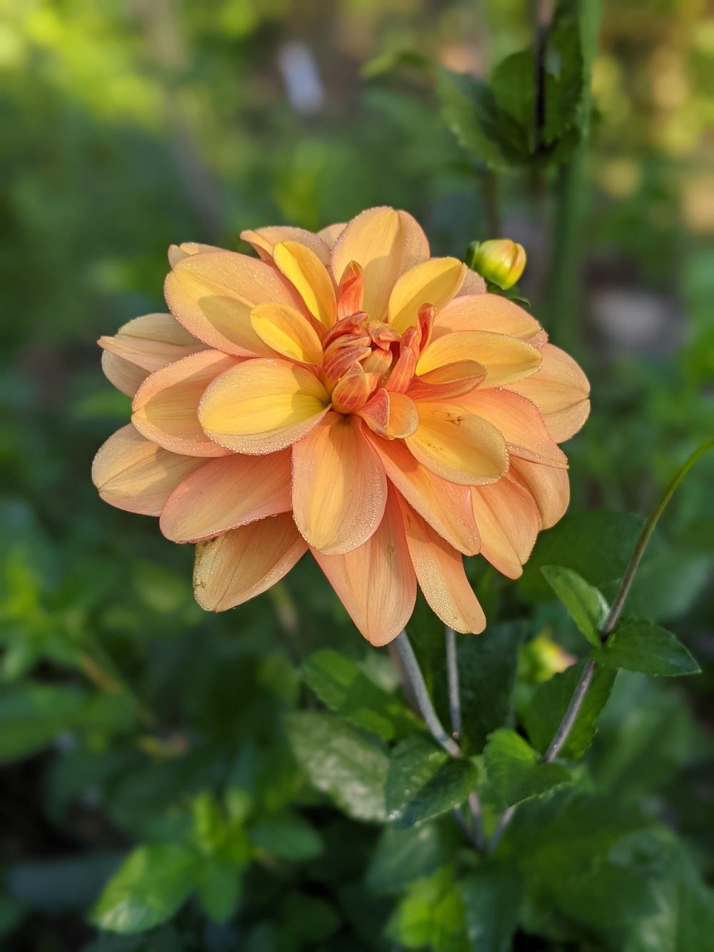 Ginger Snap Dahlia
