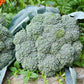 Gypsy F1 Broccoli