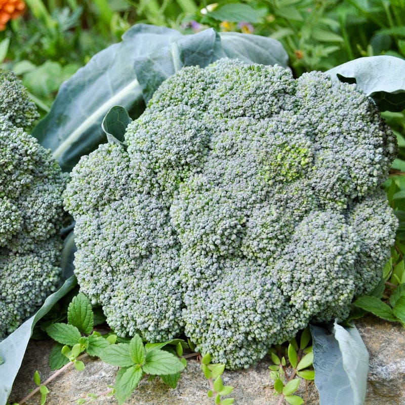 Gypsy F1 Broccoli