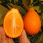 Indio Mandarinquat Budwood citrus plant material online shopping