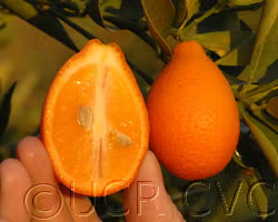 Indio Mandarinquat Budwood citrus plant material online shopping