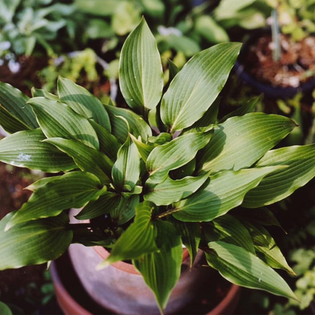 Katsuragawa Beni Hosta Plants online shopping