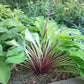 Dancing Crane Hosta Plants online shopping