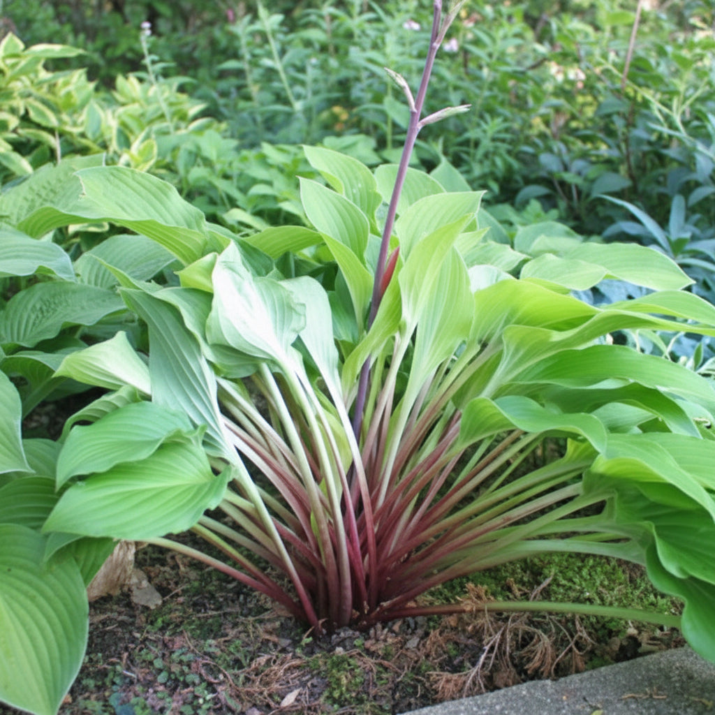 Dancing Crane Hosta Plants online shopping