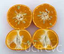 Lee Mandarin Budwood citrus plant material online shopping