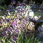 Hosta clausa Plants online shopping