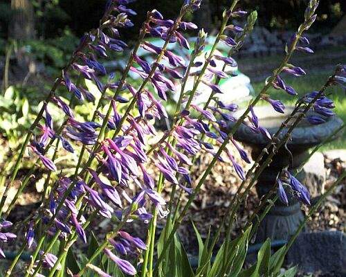 Hosta clausa Plants online shopping