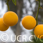 Rubidoux Trifoliate Budwood citrus plant material online shopping