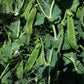 Avalanche Snow Pea