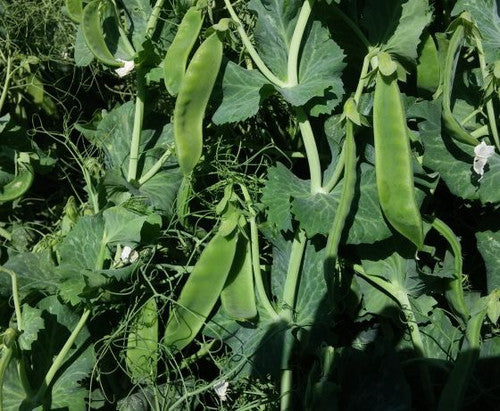Avalanche Snow Pea