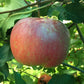 Wolf River Heirloom Apple Tree