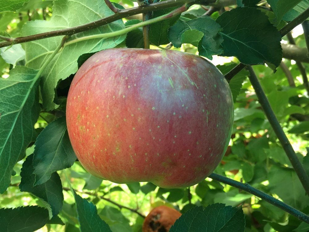 Wolf River Heirloom Apple Tree