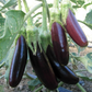 Little Finger Aubergine