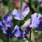 Noel Sutton Sweet Pea seeds online shopping