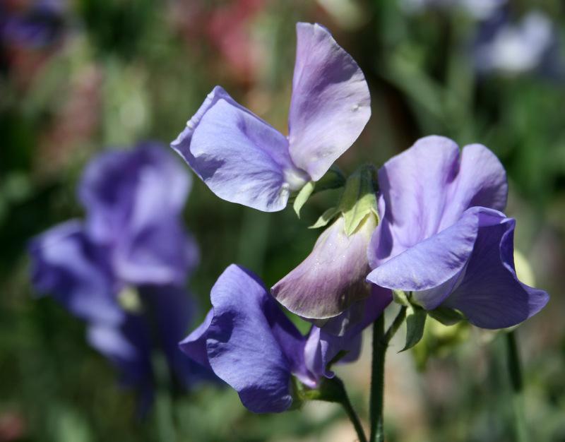 Noel Sutton Sweet Pea seeds online shopping