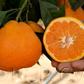 China S-6 Satsuma Mandarin Budwood citrus plant material online shopping