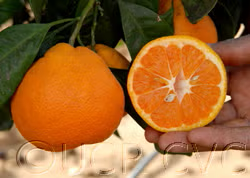 China S-6 Satsuma Mandarin Budwood citrus plant material online shopping