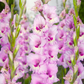 Zamora Gladiolus Corms Plants online shopping