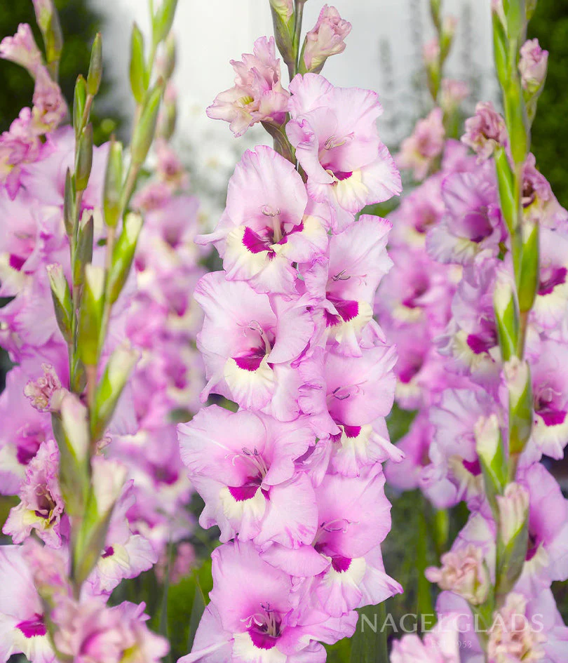 Zamora Gladiolus Corms Plants online shopping