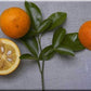 Troyer Citrange Seed citrus plant material online shopping
