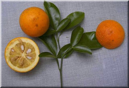 Troyer Citrange Seed citrus plant material online shopping