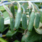 Flemish Sky Hosta Plants online shopping