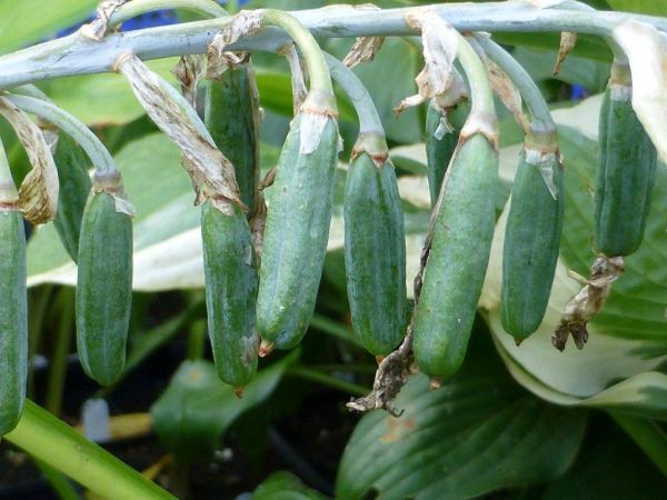 Flemish Sky Hosta Plants online shopping
