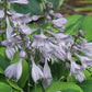 Luna Moth Hosta Plants online shopping