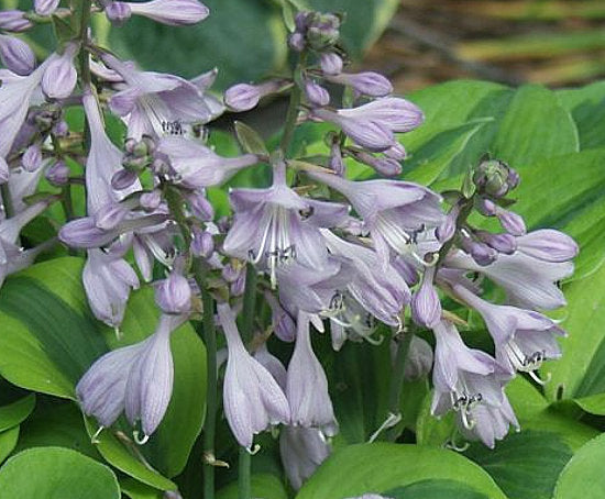 Luna Moth Hosta Plants online shopping