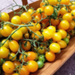 Sweet Gold F1 Tomato