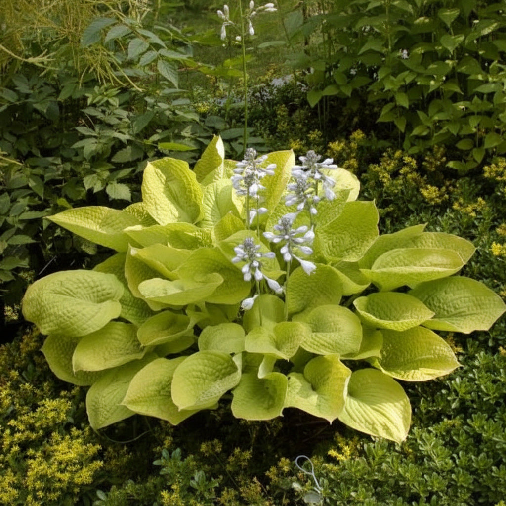 Zounds Hosta Plants online shopping
