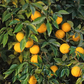 Yuzu Ichandrin Papeda Hybrid Budwood citrus plant material online shopping